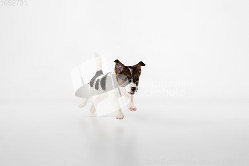 Image of Cute and little doggy posing cheerful isolated on white background