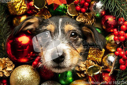 Image of Studio shot of Jack Russell Terrier dog in Christmas decoration greeting 2021 New Year