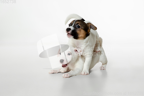 Image of Cute and little doggies posing cheerful isolated on white background