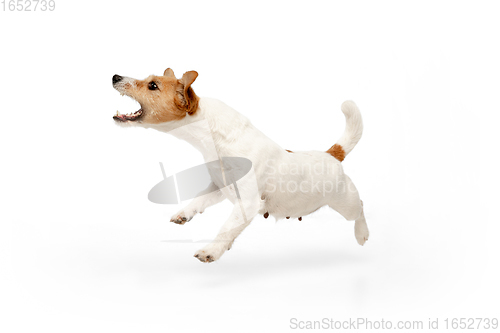 Image of Studio shot of Jack Russell Terrier dog isolated on white studio background