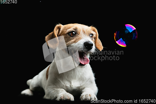 Image of Studio shot of Jack Russell Terrier dog isolated on black studio background