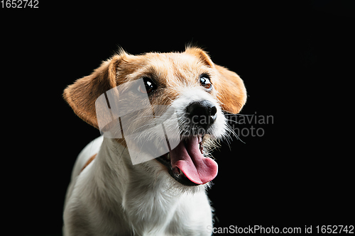 Image of Studio shot of Jack Russell Terrier dog isolated on black studio background