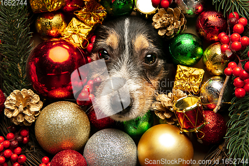 Image of Studio shot of Jack Russell Terrier dog in Christmas decoration greeting 2021 New Year