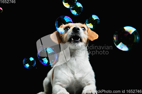 Image of Studio shot of Jack Russell Terrier dog isolated on black studio background