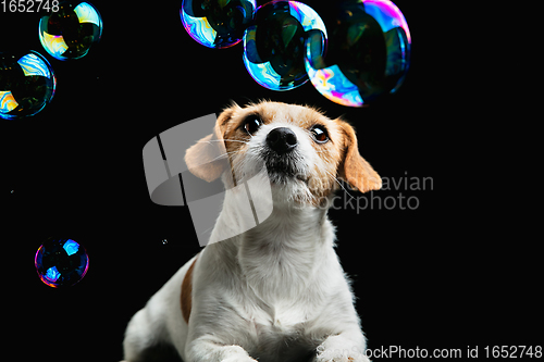 Image of Studio shot of Jack Russell Terrier dog isolated on black studio background