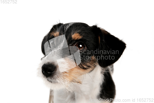 Image of Studio shot of Jack Russell Terrier dog isolated on white studio background