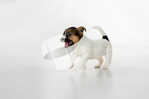 Image of Cute and little doggy posing cheerful isolated on white background