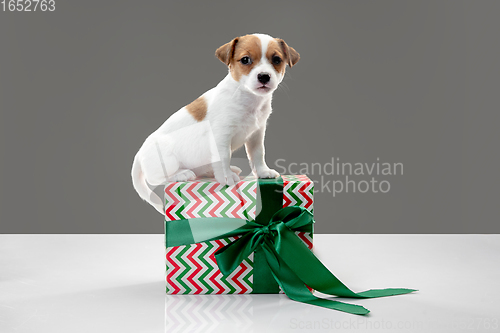 Image of Cute and little doggy posing cheerful isolated on gray background