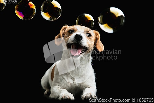 Image of Studio shot of Jack Russell Terrier dog isolated on black studio background