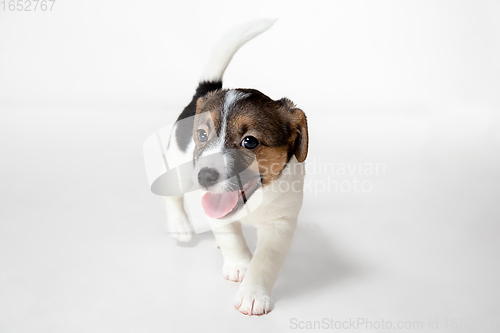 Image of Cute and little doggy posing cheerful isolated on white background