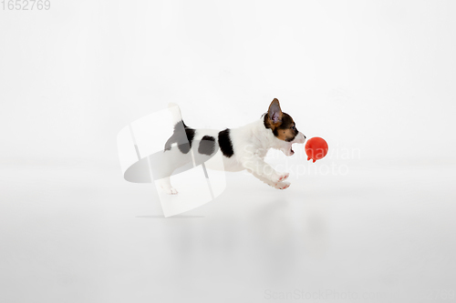 Image of Cute and little doggy posing cheerful isolated on white background