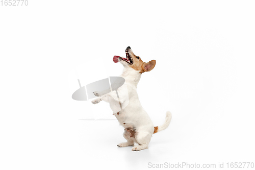 Image of Studio shot of Jack Russell Terrier dog isolated on white studio background