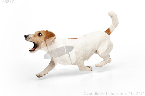 Image of Studio shot of Jack Russell Terrier dog isolated on white studio background