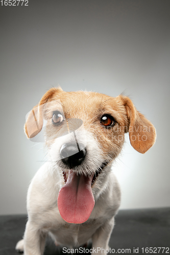 Image of Studio shot of Jack Russell Terrier dog isolated on gray studio background