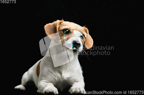 Image of Studio shot of Jack Russell Terrier dog isolated on black studio background