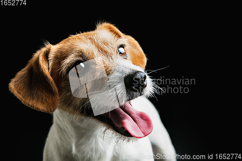 Image of Studio shot of Jack Russell Terrier dog isolated on black studio background