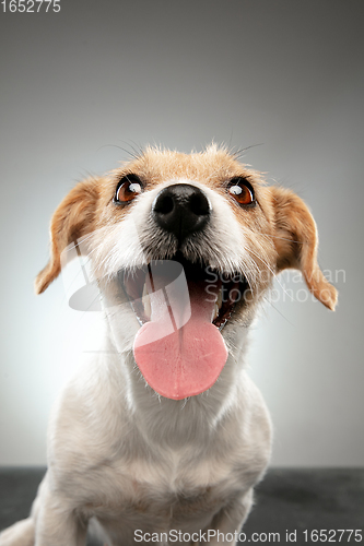 Image of Studio shot of Jack Russell Terrier dog isolated on gray studio background