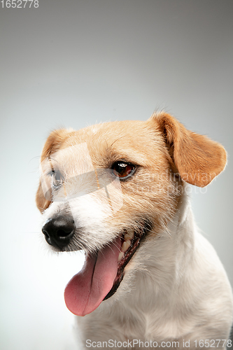 Image of Studio shot of Jack Russell Terrier dog isolated on gray studio background