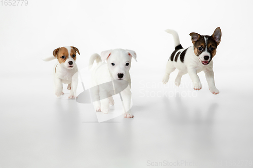 Image of Cute and little doggies posing cheerful isolated on white background