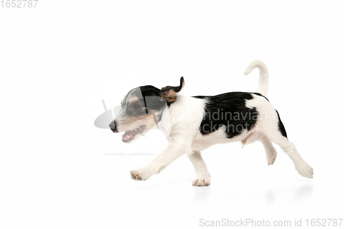 Image of Studio shot of Jack Russell Terrier dog isolated on white studio background