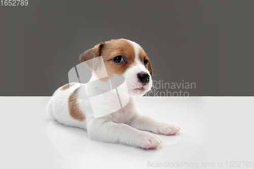 Image of Cute and little doggy posing cheerful isolated on gray background