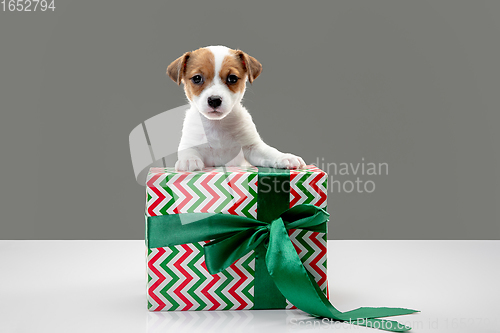 Image of Cute and little doggy posing cheerful isolated on gray background