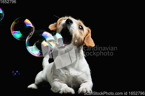 Image of Studio shot of Jack Russell Terrier dog isolated on black studio background