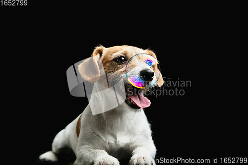 Image of Studio shot of Jack Russell Terrier dog isolated on black studio background