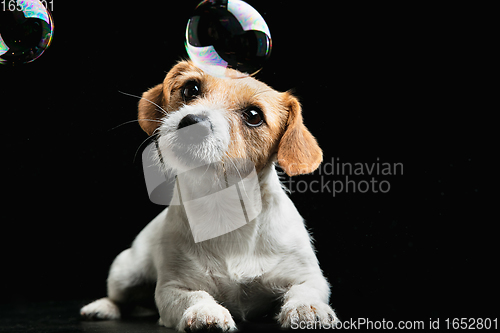 Image of Studio shot of Jack Russell Terrier dog isolated on black studio background