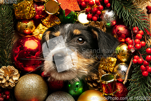 Image of Studio shot of Jack Russell Terrier dog in Christmas decoration greeting 2021 New Year