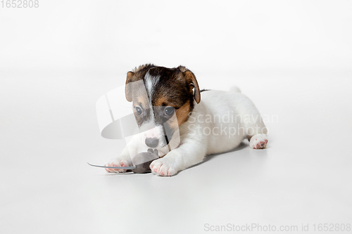 Image of Cute and little doggy posing cheerful isolated on white background