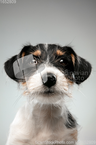 Image of Studio shot of Jack Russell Terrier dog isolated on gray studio background