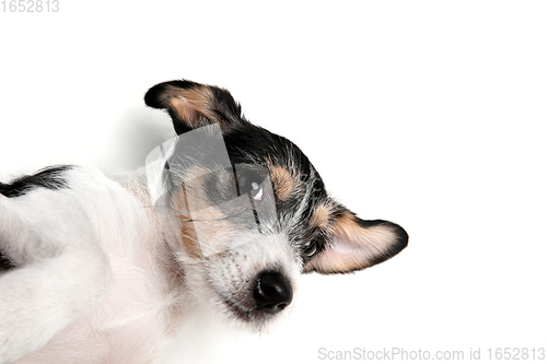 Image of Studio shot of Jack Russell Terrier dog isolated on white studio background