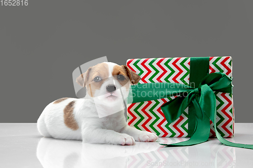 Image of Cute and little doggy posing cheerful isolated on gray background