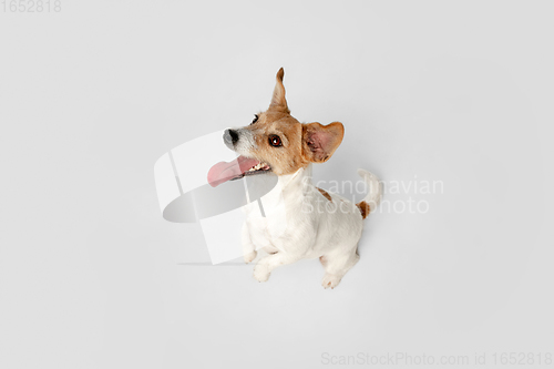 Image of Studio shot of Jack Russell Terrier dog isolated on white studio background