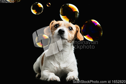 Image of Studio shot of Jack Russell Terrier dog isolated on black studio background