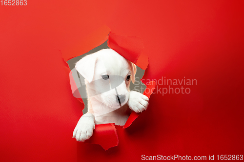 Image of Cute and little doggy running breakthrough red studio background