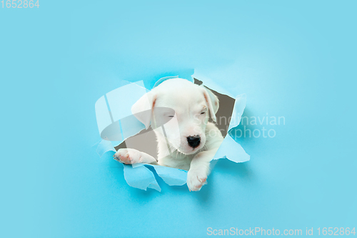 Image of Cute and little doggy running breakthrough blue studio background