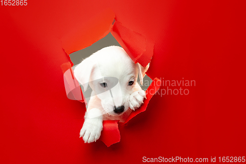 Image of Cute and little doggy running breakthrough red studio background