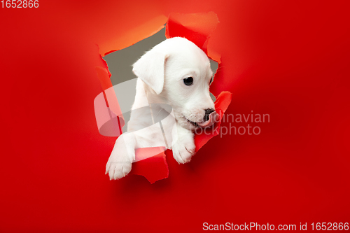 Image of Cute and little doggy running breakthrough red studio background