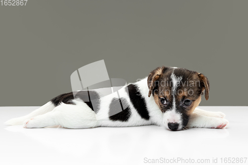 Image of Cute and little doggy posing cheerful isolated on gray background