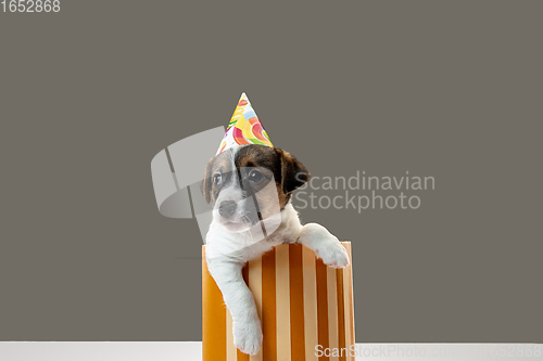 Image of Cute and little doggy posing cheerful isolated on gray background