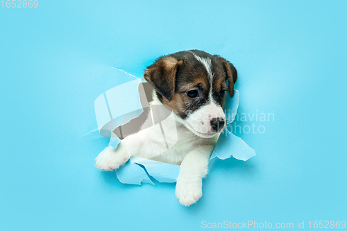 Image of Cute and little doggy running breakthrough blue studio background