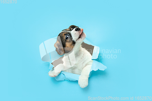 Image of Cute and little doggy running breakthrough blue studio background