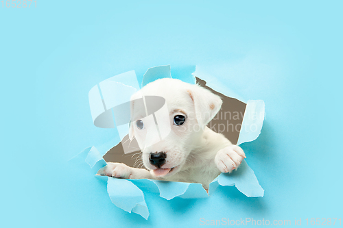 Image of Cute and little doggy running breakthrough blue studio background