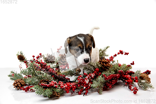 Image of Cute and little doggy posing cheerful isolated on white background