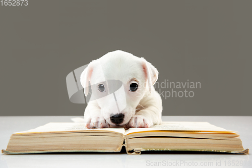 Image of Cute and little doggy posing cheerful, reading book and looks smart