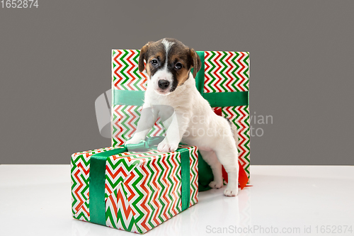 Image of Cute and little doggy posing cheerful isolated on gray background