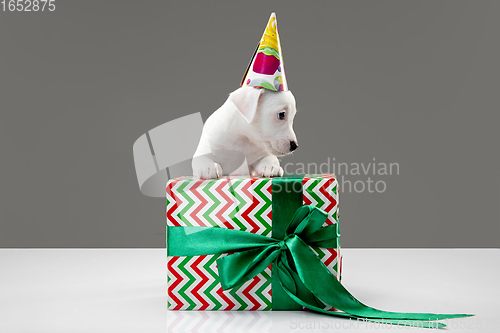 Image of Cute and little doggy posing cheerful isolated on gray background