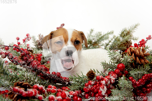 Image of Cute and little doggy posing cheerful isolated on white background